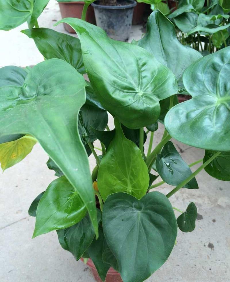 滴水观音盆栽室内绿植好养植物水培大叶霸王芋客厅盆景吸甲醛
