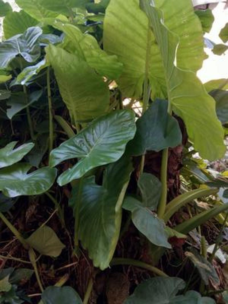 滴水观音盆栽室内绿植好养植物水培大叶霸王芋客厅盆景吸甲醛