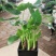 滴水观音盆栽室内绿植好养植物水培大叶霸王芋客厅盆景吸甲醛