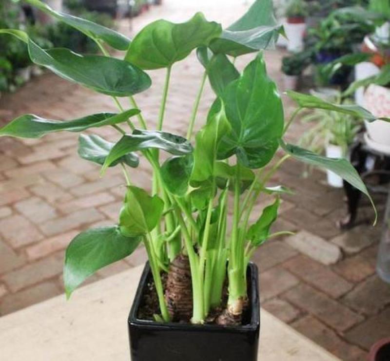 滴水观音盆栽室内绿植好养植物水培大叶霸王芋客厅盆景吸甲醛
