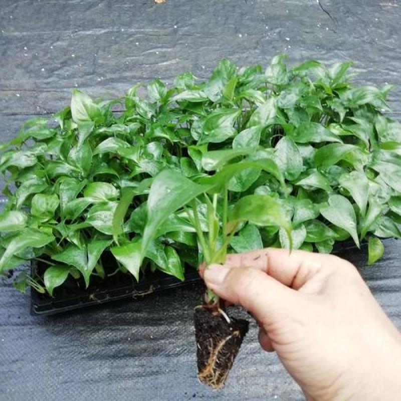 滴水观音盆栽室内绿植好养植物水培大叶霸王芋客厅盆景吸甲醛
