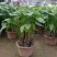 滴水观音盆栽室内绿植好养植物水培大叶霸王芋客厅盆景吸甲醛
