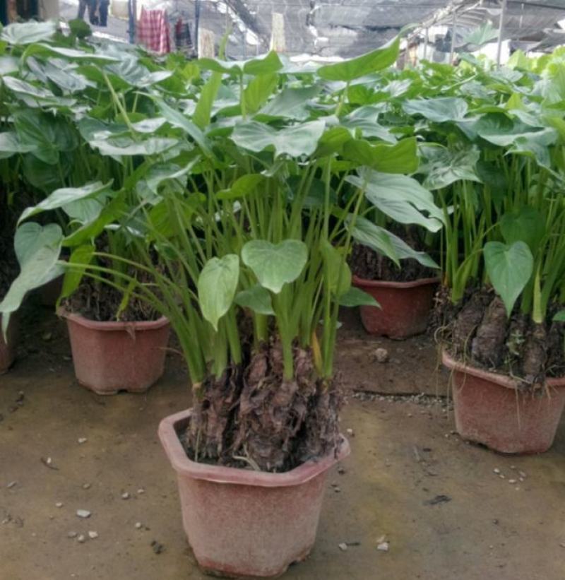 滴水观音盆栽室内绿植好养植物水培大叶霸王芋客厅盆景吸甲醛
