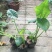 滴水观音盆栽室内绿植好养植物水培大叶霸王芋客厅盆景吸甲醛