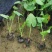 滴水观音盆栽室内绿植好养植物水培大叶霸王芋客厅盆景吸甲醛