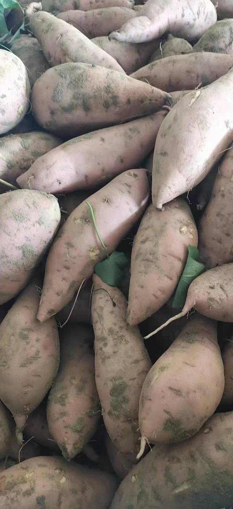 龙九红薯【精品红薯】大量供应，品质保证，产地直发货源充足
