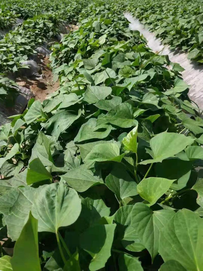 龙九红薯【精品红薯】大量供应，品质保证，产地直发货源充足