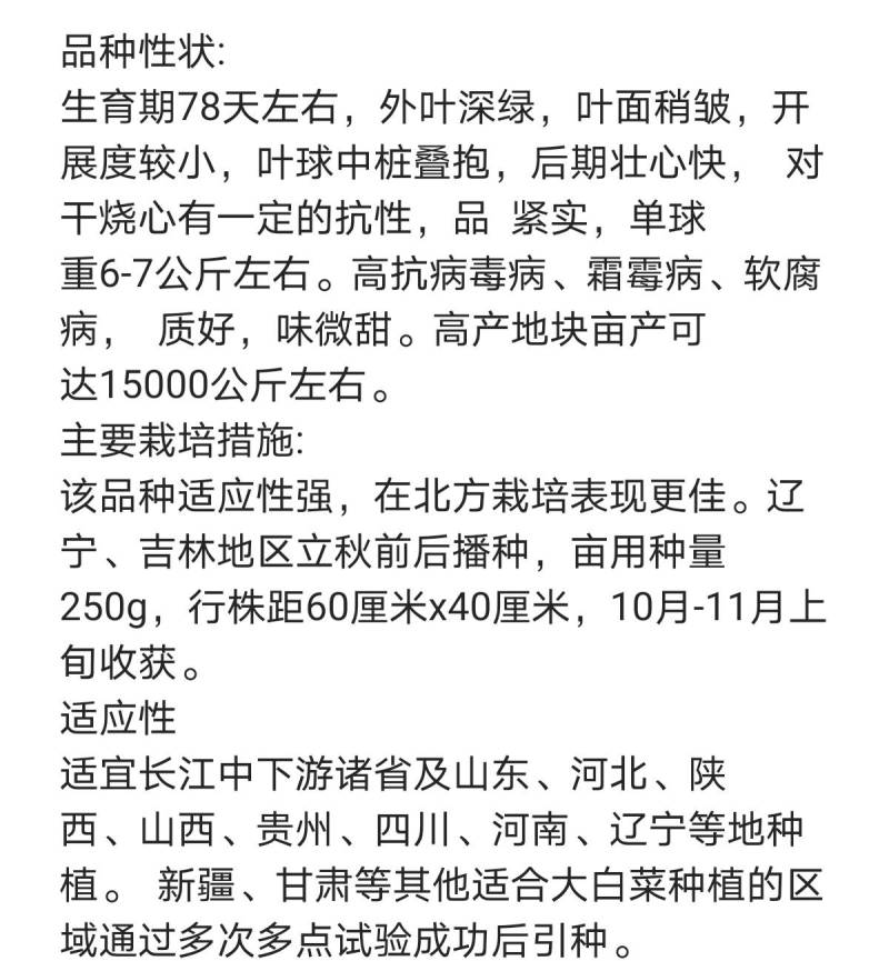 高品种！长筒型大白菜种子，超北京三号，抗病高产冬储