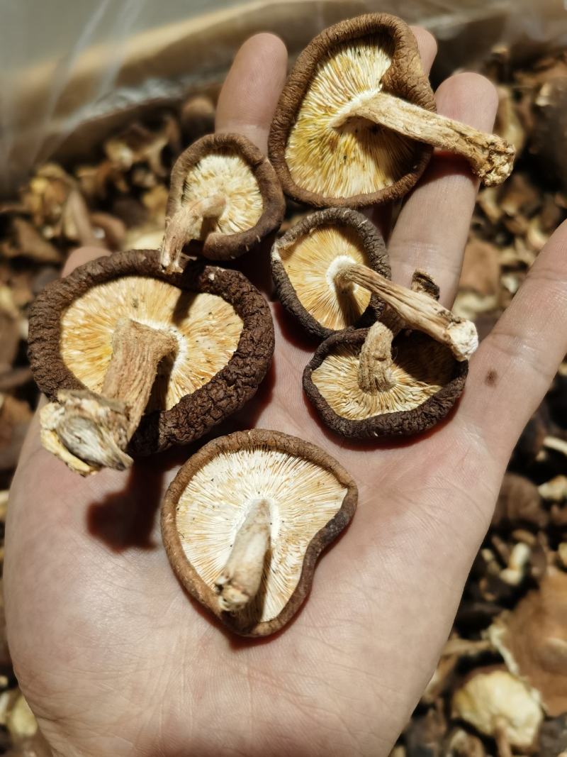 云南野生香菇.干香菇.香菌.新货全干头茬