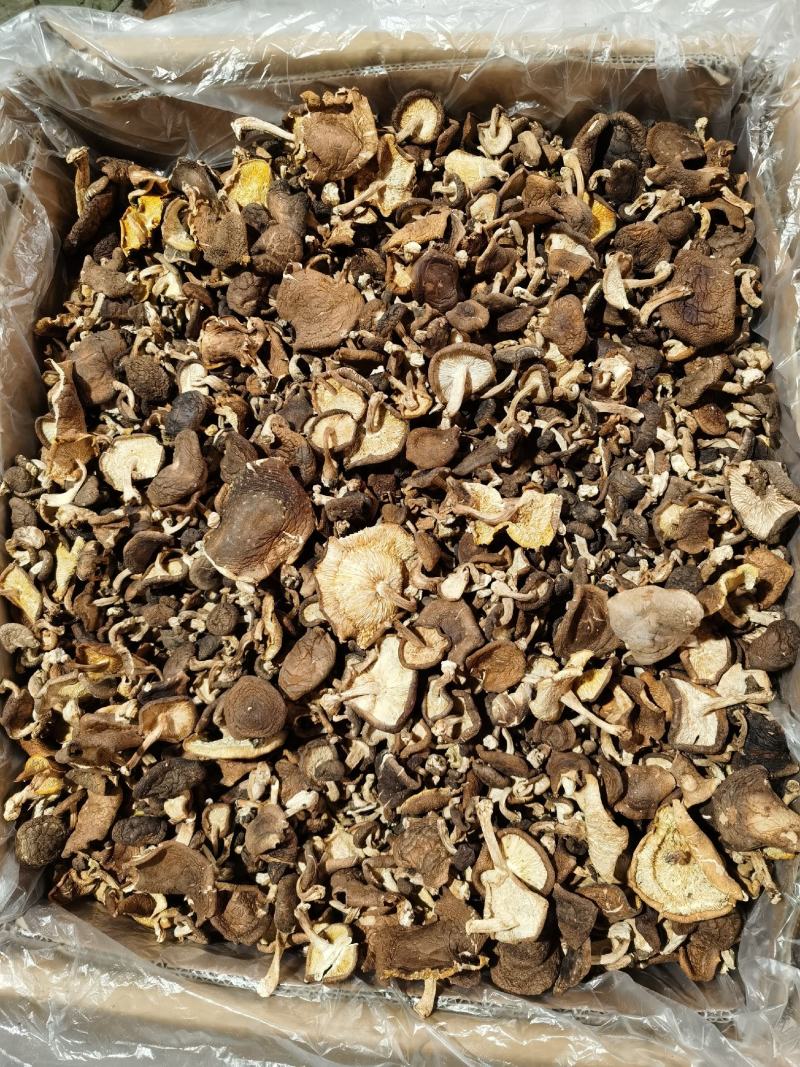 云南野生香菇.干香菇.香菌.新货全干头茬
