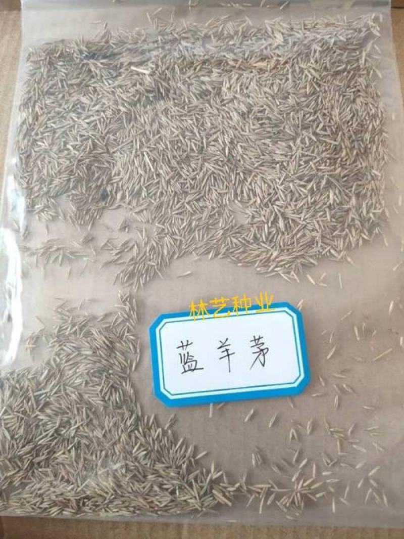 蓝羊茅种子冷变色观叶草籽多年生庭院室内外阳台盆栽