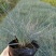 蓝羊茅种子冷变色观叶草籽多年生庭院室内外阳台盆栽