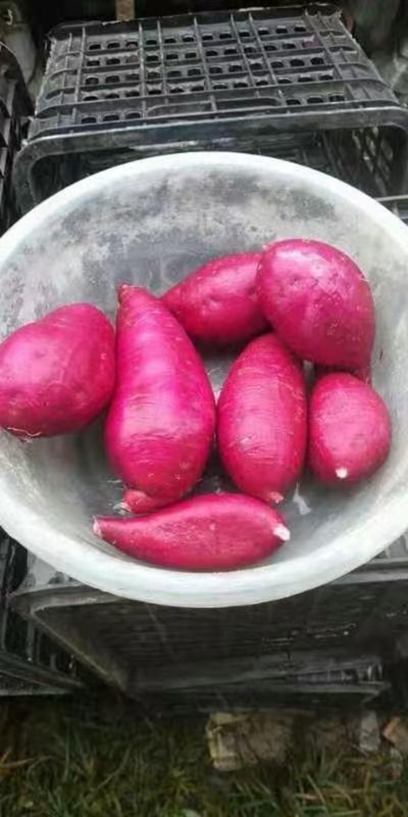 国产紫薯，圆球紫薯，椭圆紫薯，产地直发，大量供应