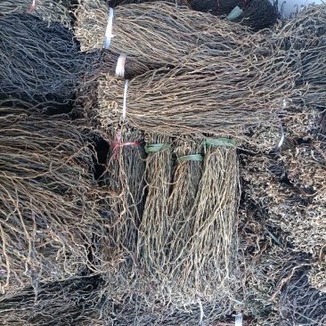 陕西汉中干豆角特价处理电商商超2024年新品无硫基地原品