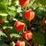 红菇娘种子红灯笼挂金灯果种籽可食用酸浆果多年生耐寒