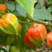 红菇娘种子红灯笼挂金灯果种籽可食用酸浆果多年生耐寒