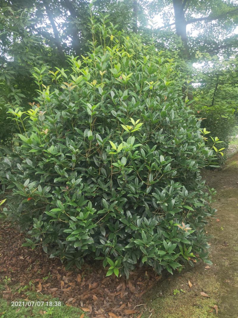 桂花笼子