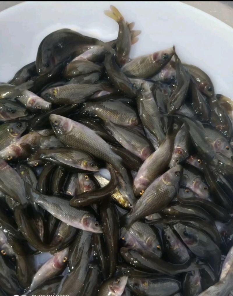 出售大量禾花鲤鱼苗，价格实惠欢迎各位新老顾客咨询购苗！
