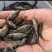 出售大量禾花鲤鱼苗，价格实惠欢迎各位新老顾客咨询购苗！