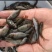 出售大量禾花鲤鱼苗，价格实惠欢迎各位新老顾客咨询购苗！