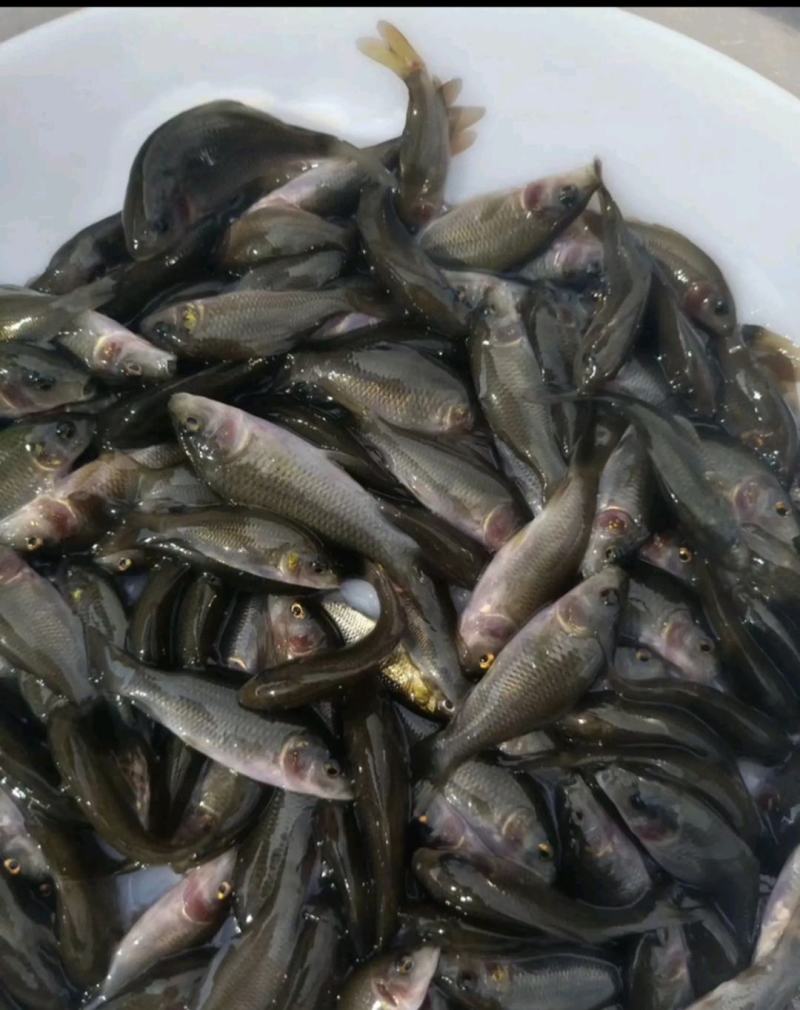 出售大量禾花鲤鱼苗，价格实惠欢迎各位新老顾客咨询购苗！