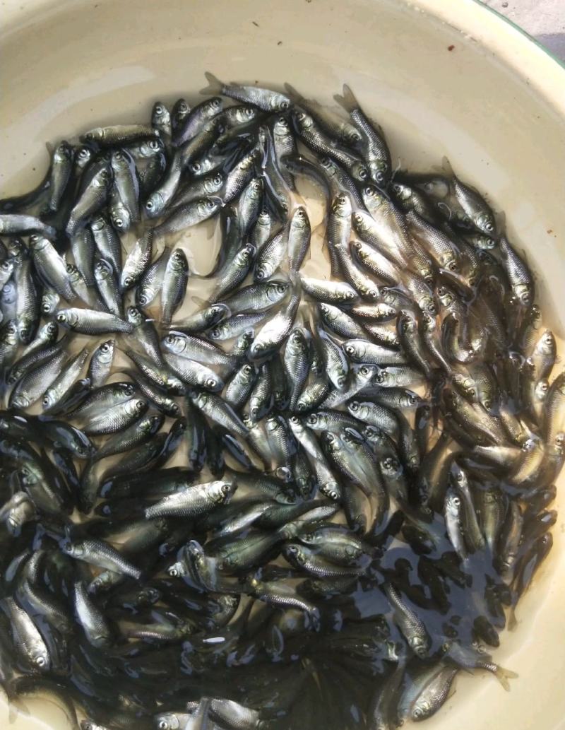 鲫鱼苗公司产地直销批发大量供应欢迎来优选