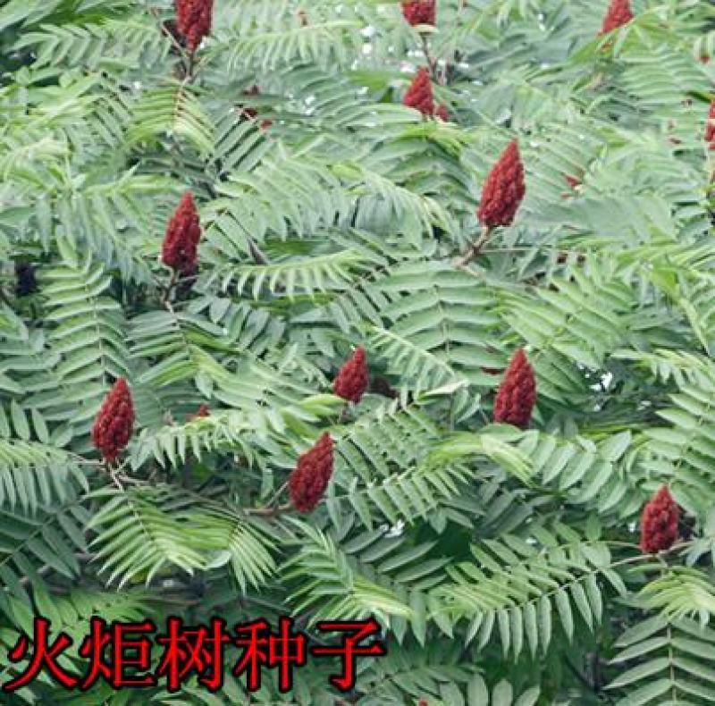 新采火炬树种子火炬种子常绿绿化灌木