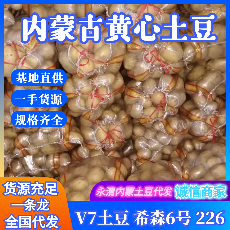 【精品推荐】V7土豆，内蒙古武川，基地直供，沙土地种植