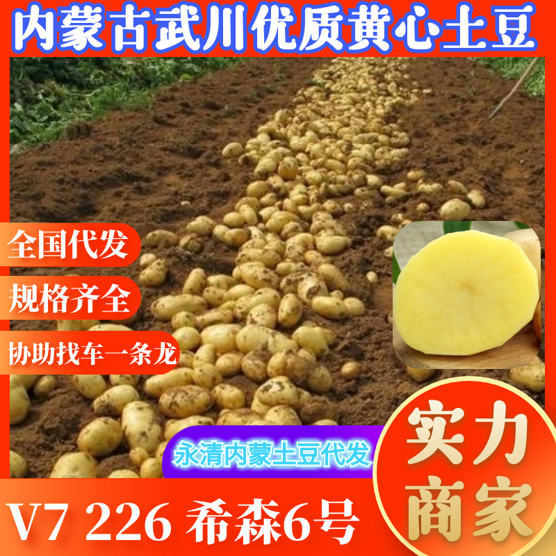 【精品推荐】V7土豆，内蒙古武川，基地直供，沙土地种植