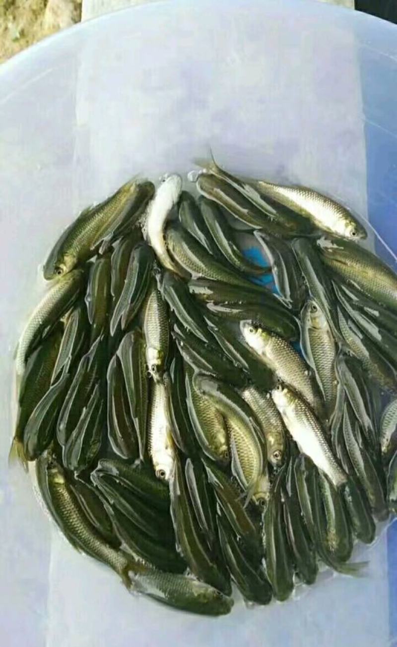 草鱼新苗公司大量现货供应产地直销批发零售价