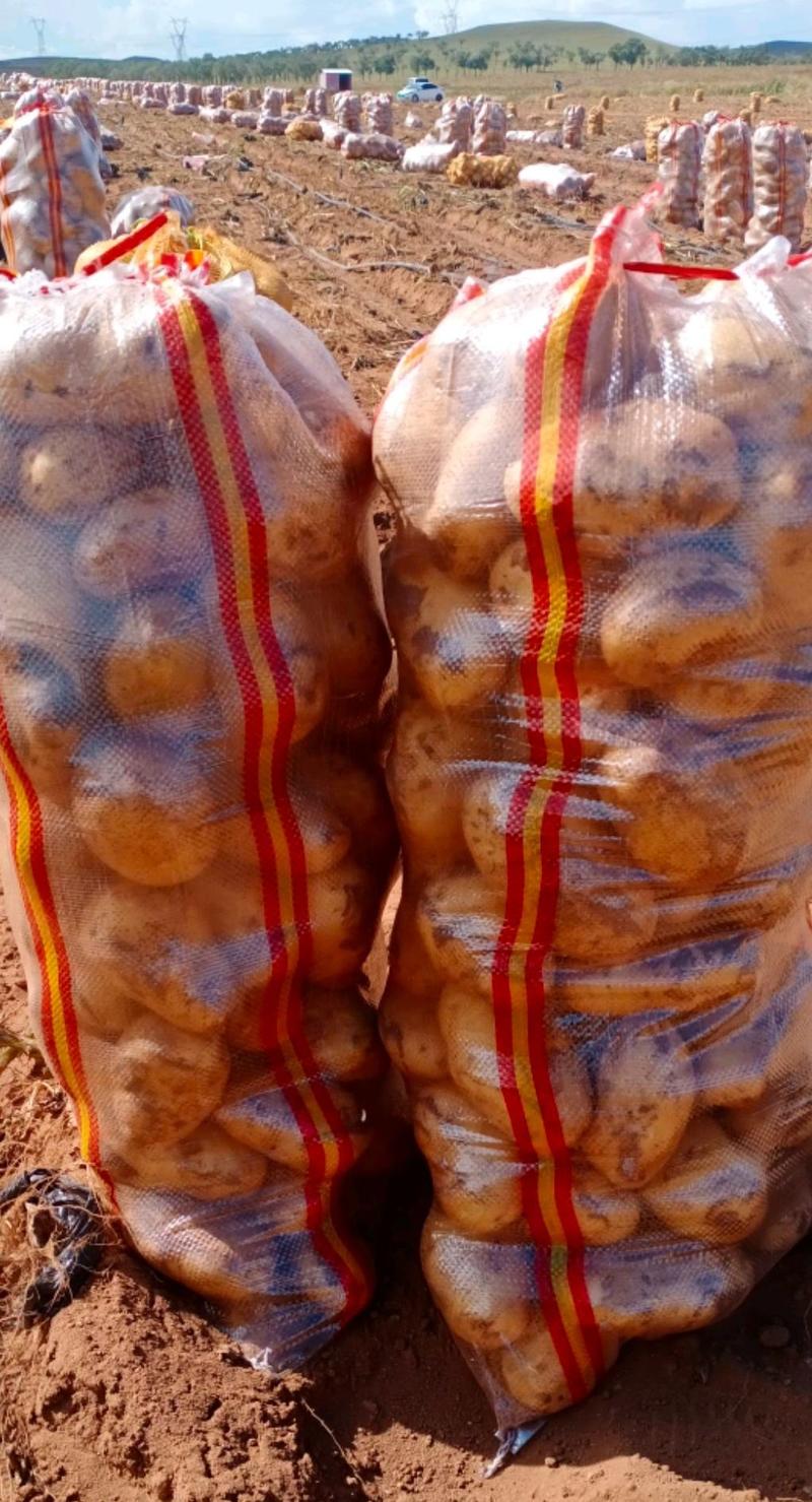 内蒙古武川精品雪川红土豆，黄皮黄心，规格齐全，基地直供