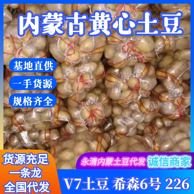 内蒙古武川精品雪川红土豆，黄皮黄心，规格齐全，基地直供