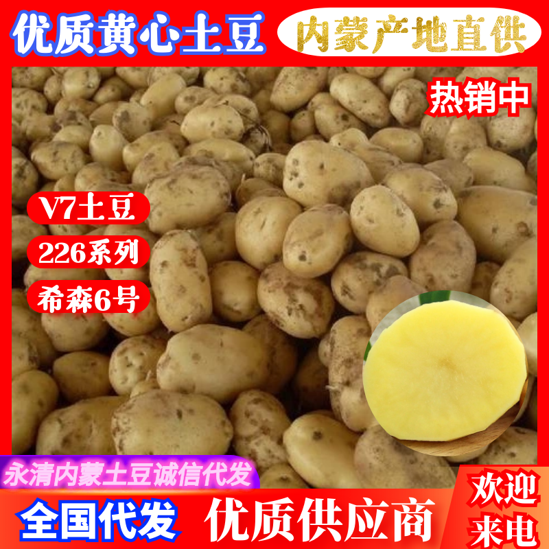 内蒙古武川精品雪川红土豆，黄皮黄心，规格齐全，基地直供