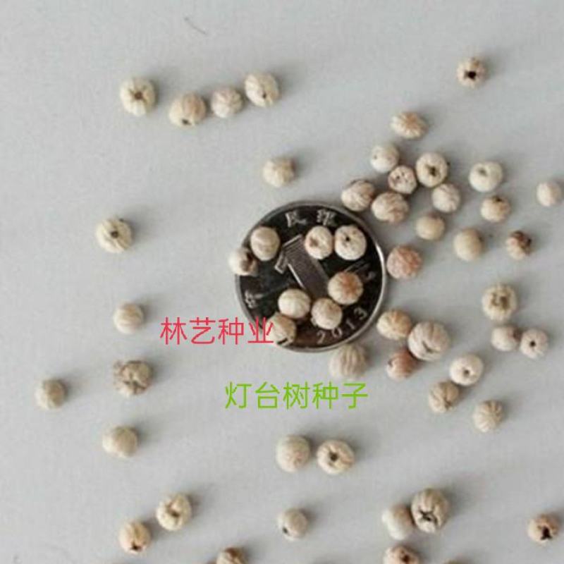 新采一级灯台树种子女儿木种子六角树种子瑞木种籽