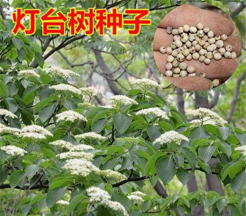 新采一级灯台树种子女儿木种子六角树种子瑞木种籽