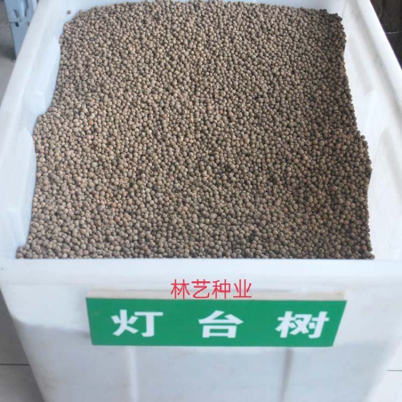 新采一级灯台树种子女儿木种子六角树种子瑞木种籽