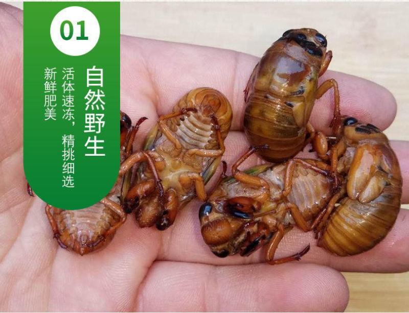 2021年金蝉知了猴唐僧肉节流龟爬叉爬拉猴蝉蛹鲜活冷冻金