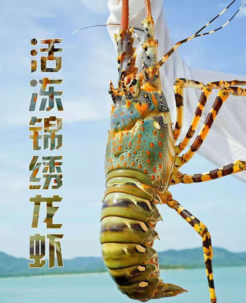 锦绣大花龙活冻质量大龙虾一只2.5斤左右