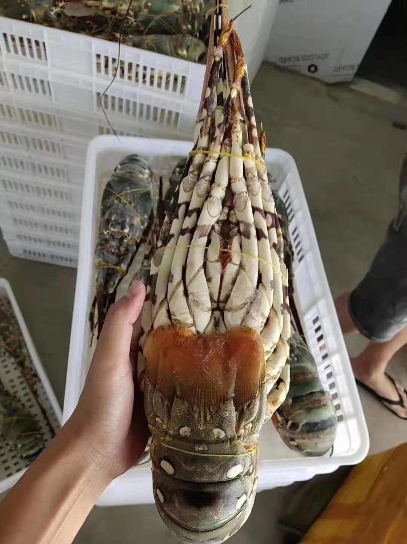 锦绣大花龙活冻质量大龙虾一只2.5斤左右
