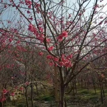 樱花，福建山樱花，八重樱花，牡丹樱，红粉佳人，早樱，晚樱