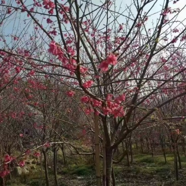樱花，福建山樱花，八重樱花，牡丹樱，红粉佳人，早樱，晚樱