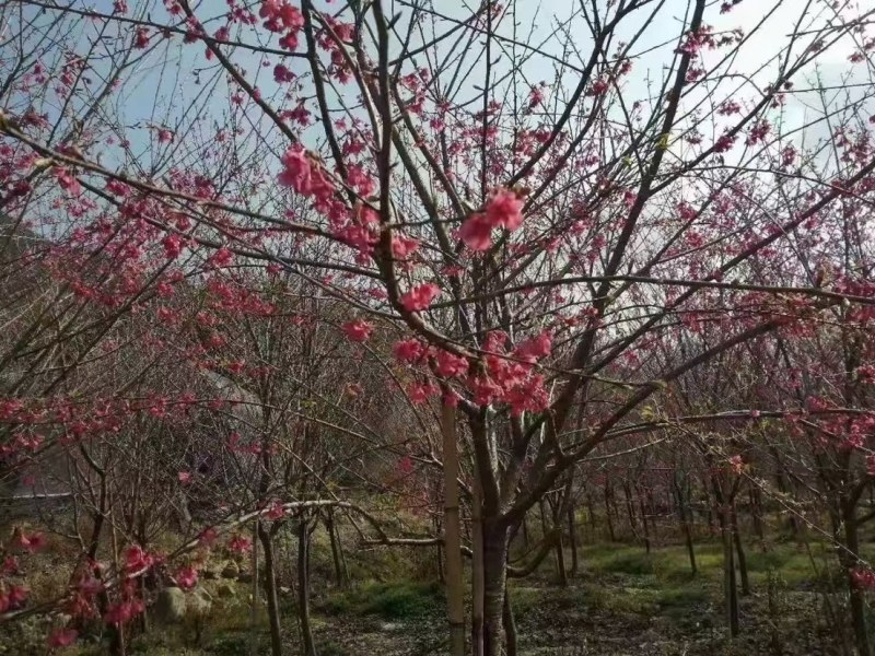 樱花，福建山樱花，八重樱花，牡丹樱，红粉佳人，早樱，晚樱
