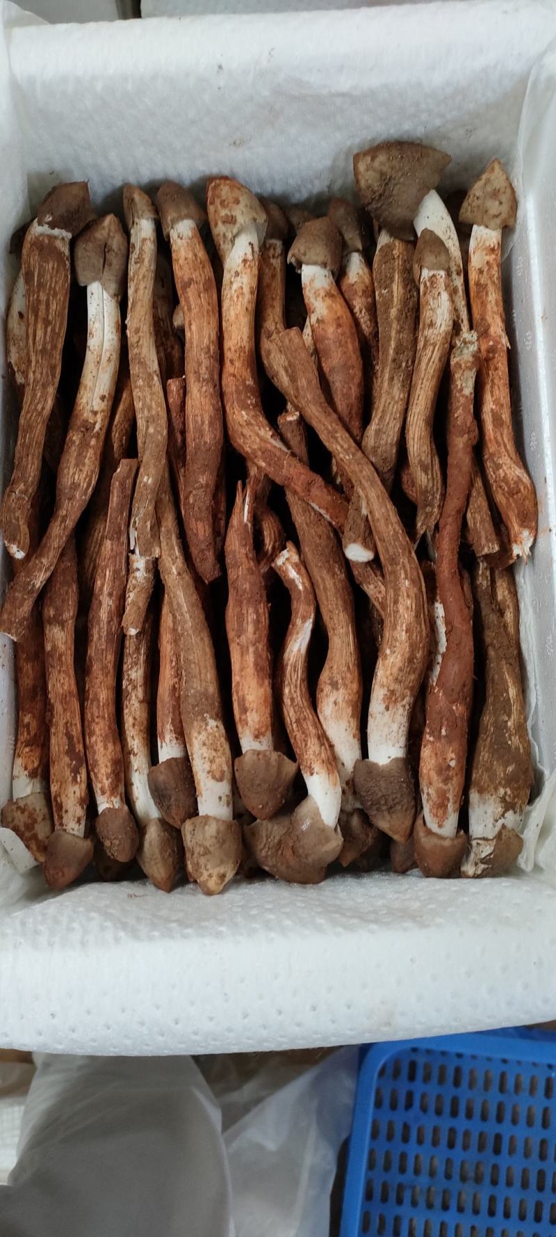 鸡枞菌新鲜野生鸡枞菌产地批发一件代发空运包邮招代理