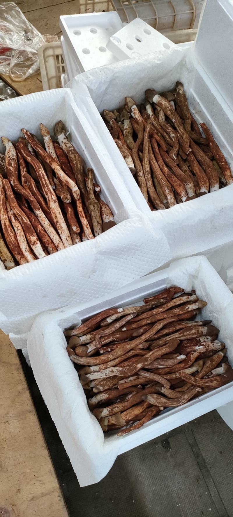 鸡枞菌新鲜野生鸡枞菌产地批发一件代发空运包邮招代理