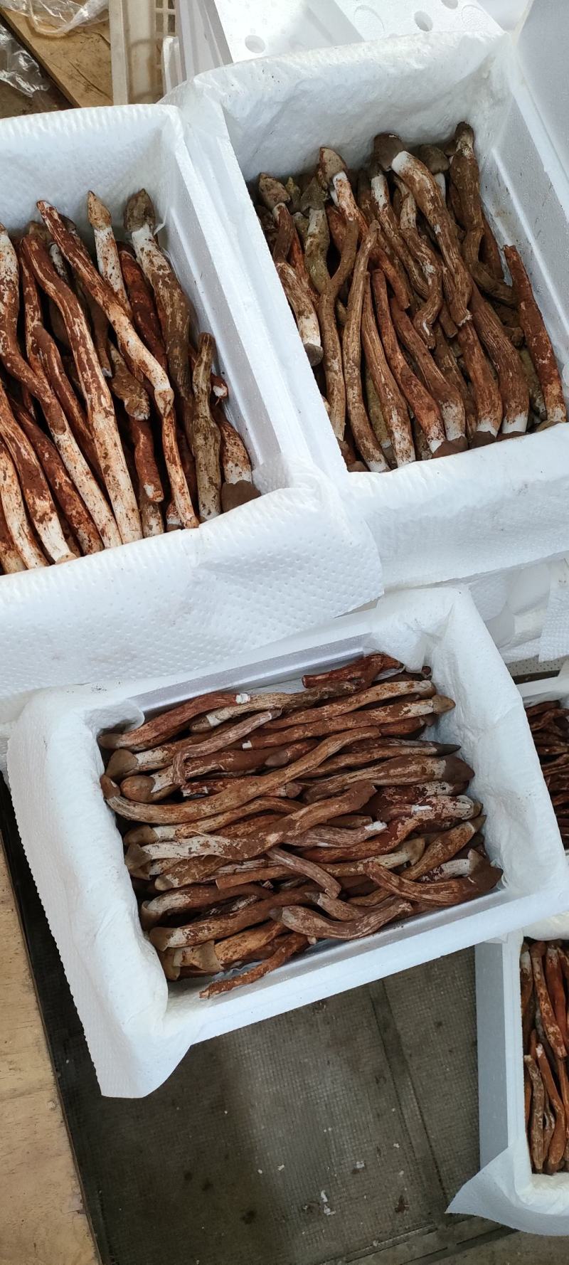 鸡枞菌新鲜野生鸡枞菌产地批发一件代发空运包邮招代理
