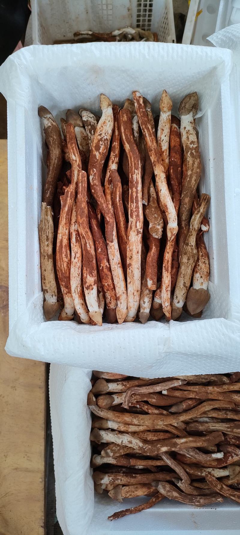 鸡枞菌新鲜野生鸡枞菌产地批发一件代发空运包邮招代理