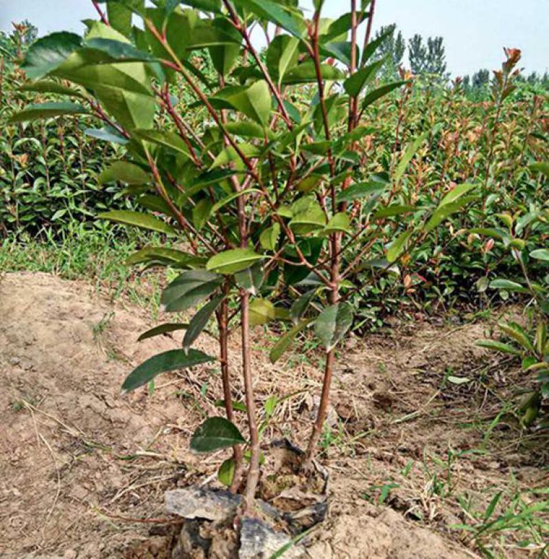 红叶石楠苗绿化苗木园林绿化红叶石楠树苗庭院植物红叶苗子