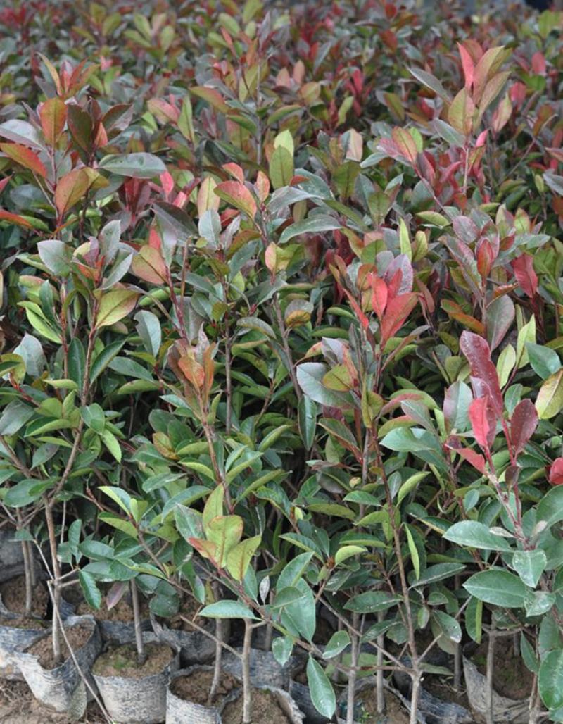 红叶石楠苗绿化苗木园林绿化红叶石楠树苗庭院植物红叶苗子