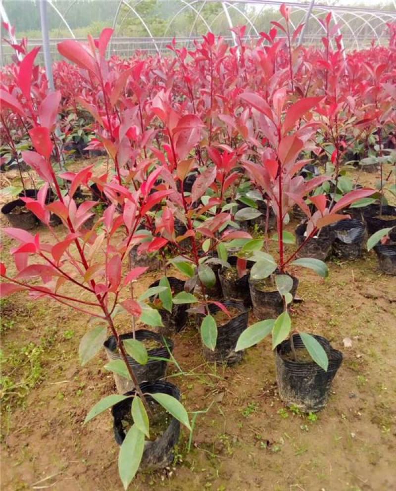 红叶石楠苗绿化苗木园林绿化红叶石楠树苗庭院植物红叶苗子