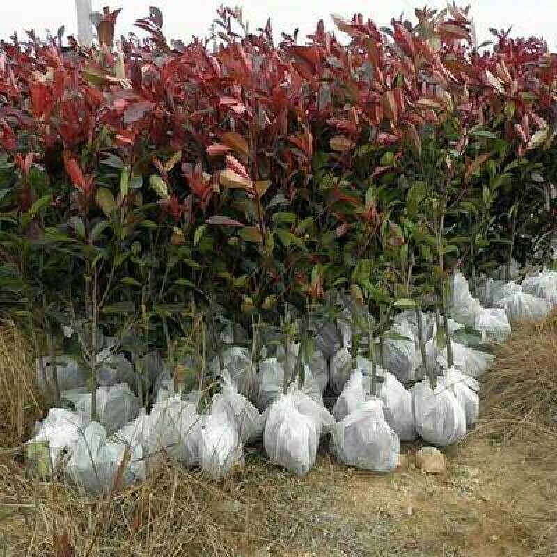 红叶石楠苗绿化苗木园林绿化红叶石楠树苗庭院植物红叶苗子
